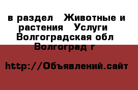  в раздел : Животные и растения » Услуги . Волгоградская обл.,Волгоград г.